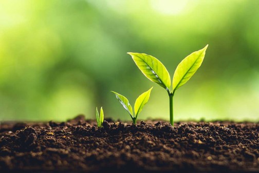 CU Grow Plant Logo