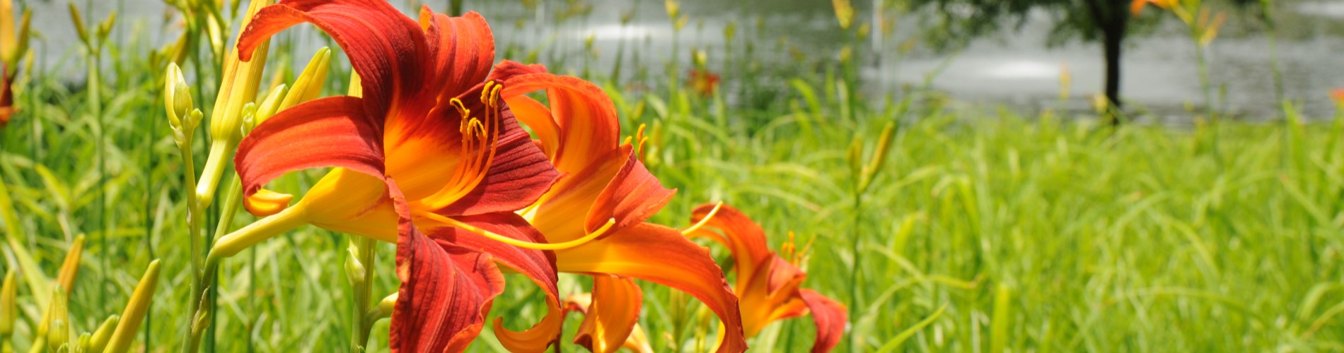 Blooming flowers