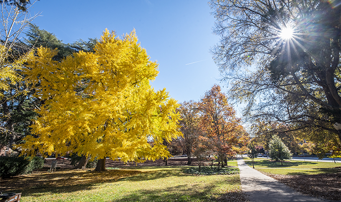 The sun shines through the leaves of a tree while bright, yellow flowers bloom on another tree.