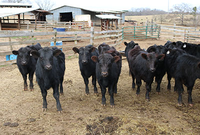 Group of cows standing behind a fence in a field.