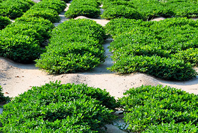 Rows of peanuts plants.