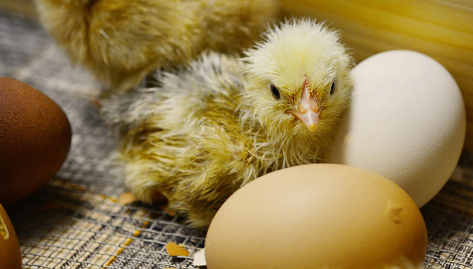 A chick sits around eggs in a coop.
