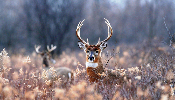 Whitetail buck standing in a field.
