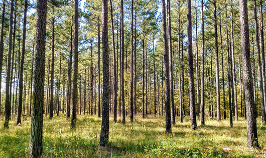 South Carolina pine forest.