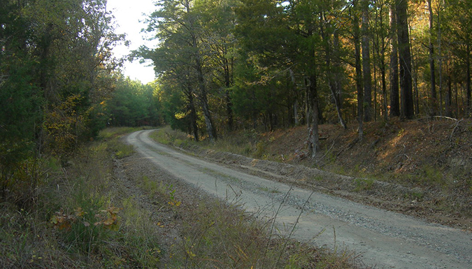 South Carolina forest service road.