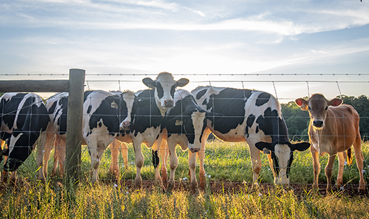 Cows stand and along a fence line as the sun sets at Clemson University’s LaMaster Dairy Center.