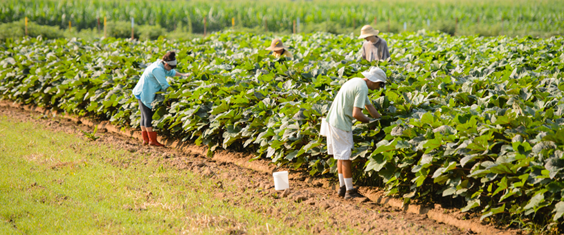 Students work in the field at the Organic Farm.