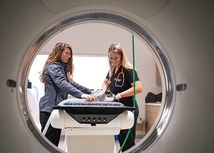 A veterinary medicine student wearing scrubs and a female instructor prepare a dog to enter an MRI machine.