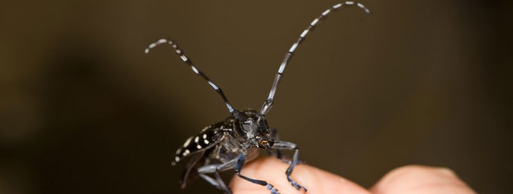Asian longhorned beetle 