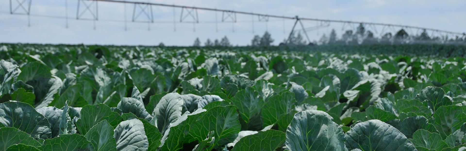 healthy greens crop