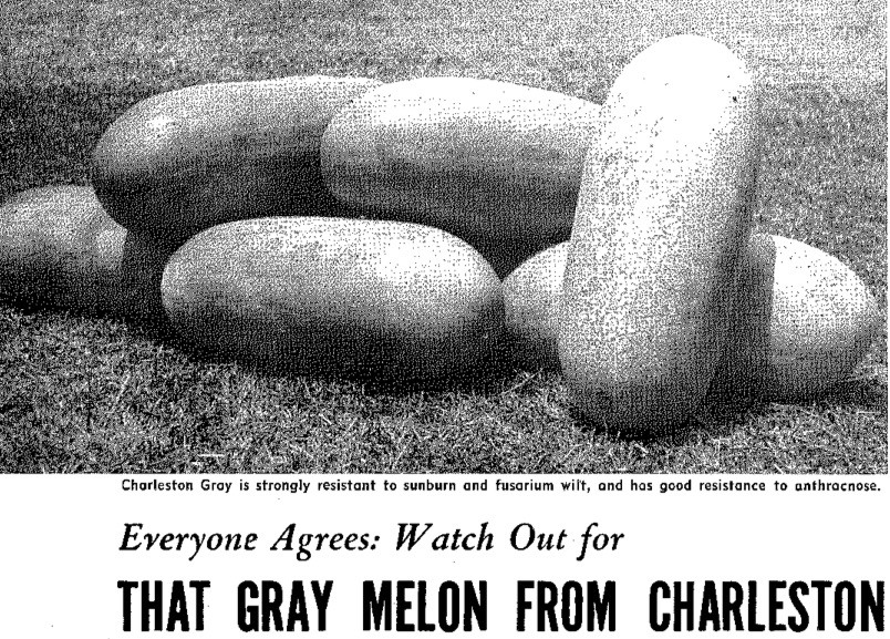 1954 announcement for the Charleston Gray Watermelon(USDA, 1954)