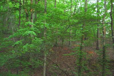 White Basswood (Tilia americana var. heterophylla)