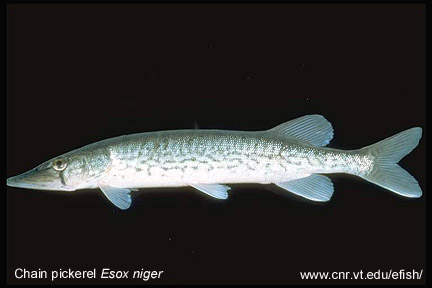 Chain pickerel - Esox niger