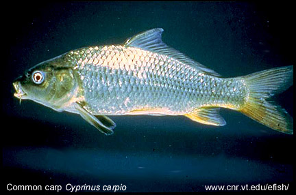 Common carp - Cyprinus carpio 