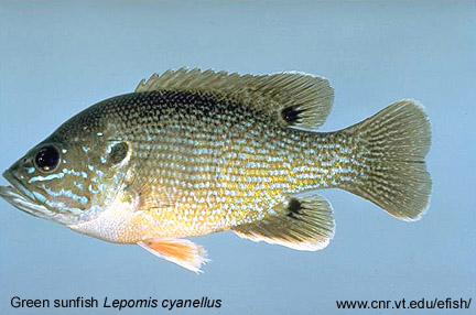 Green sunfish Lepomis cyanellus