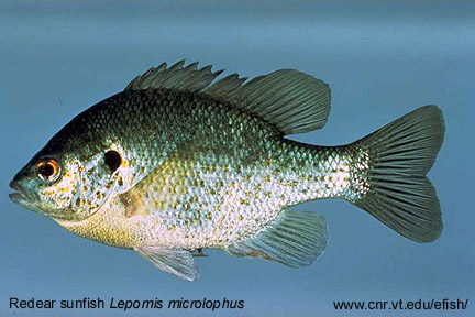 Redear sunfish Lepomis microlophus
