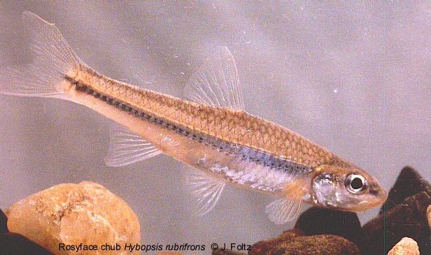Rosyface chub - Hybopsis rubrifrons