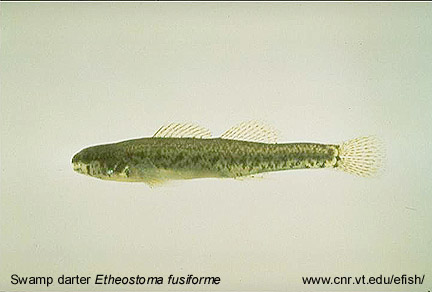 Swamp darter Etheostoma fusiforme