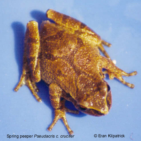Spring Peeper Pseudacris c. crucifer