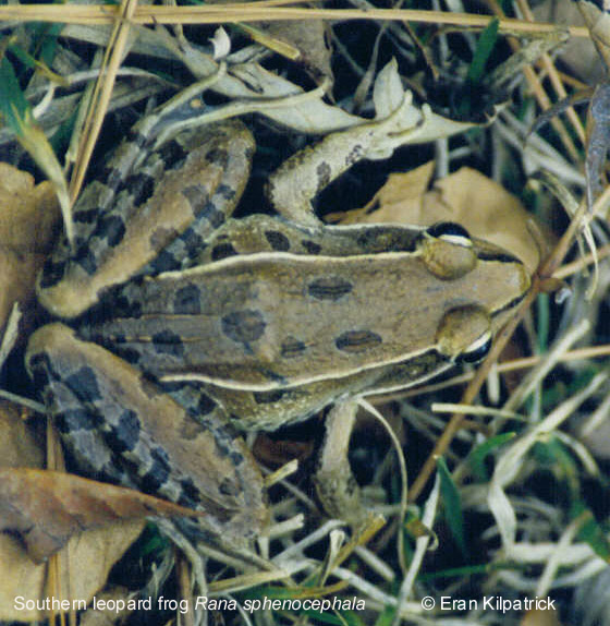 Southern Leopard Frog Rana sphenocephala