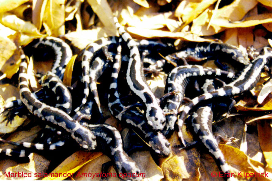 Marbled Salamander - Ambystoma opacum