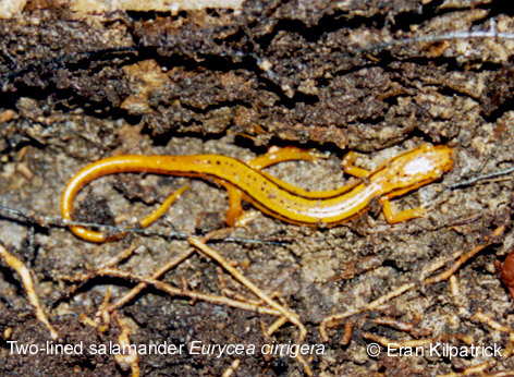 Two-lined Salamander - Eurycea cirrigera