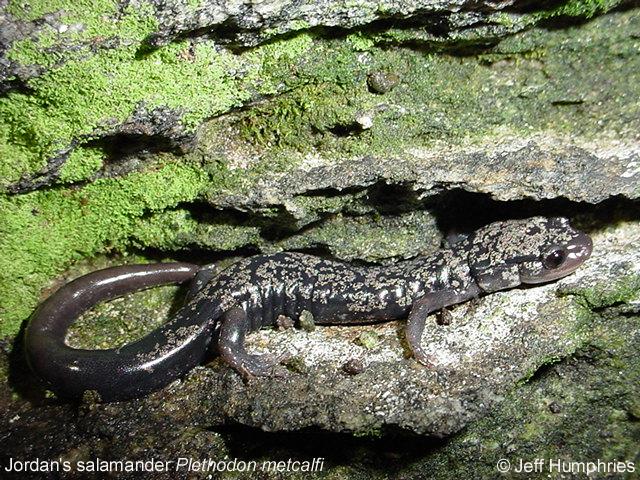 Jordan's Salamander - Plethodon metcalfi