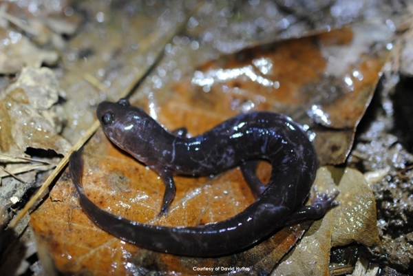 mud salamander