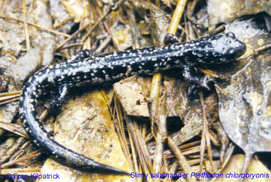 Slimy Salamander - Plethodon chlorobryonis