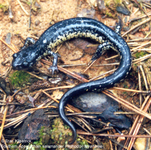 Southern Appalachain Salamander - Plethodon teyahalee