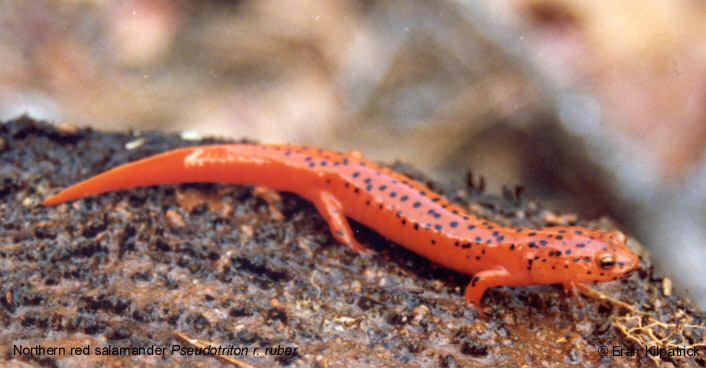 Northern Red Salamander - Pseudotriton r. ruber