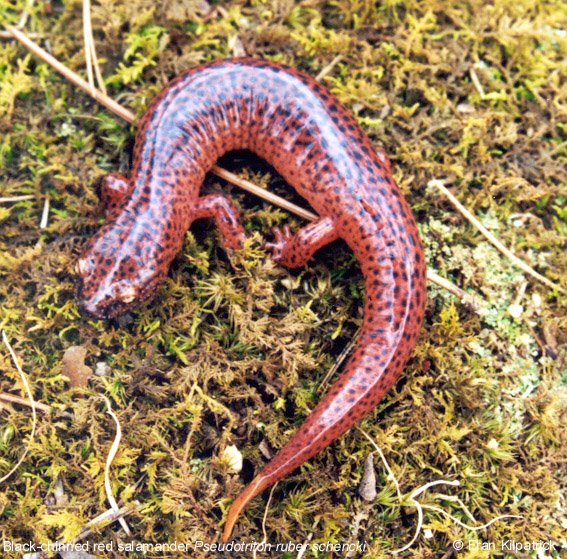Black-Chinned Red Salamander - Psuedotriton ruber schencki