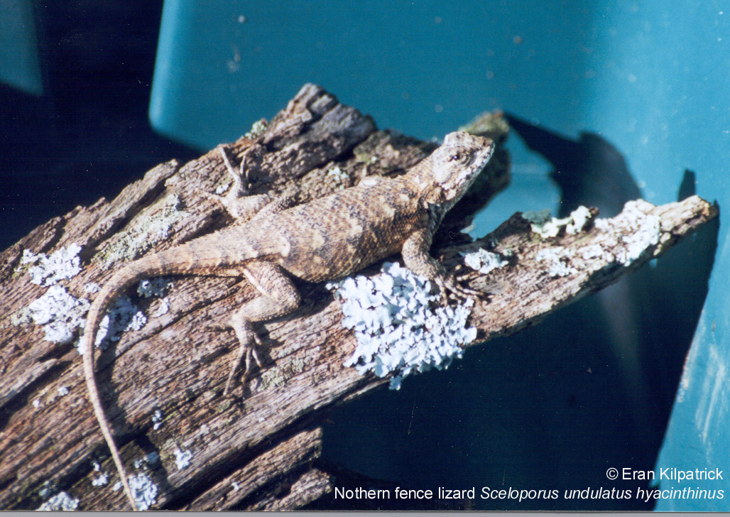 Northern Fence Lizard Sceloporus undulatus hyacinthinus