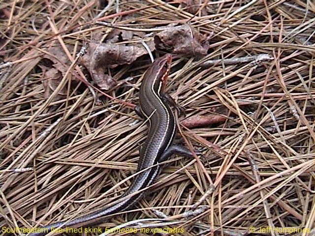 Southeastern Five-Lined Skink Eumeces inexpectatus