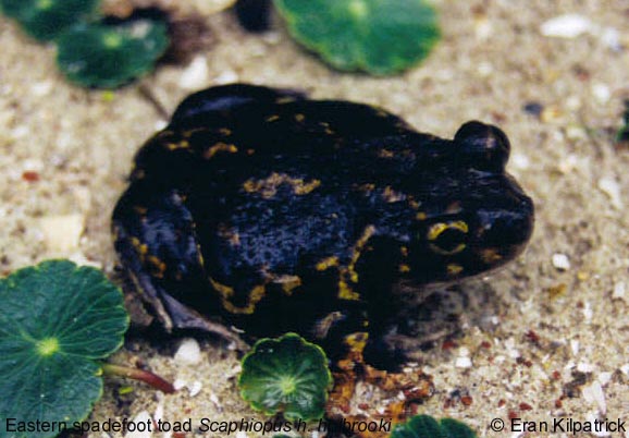 Eastern Spadefoot Toad Scaphiopus h. holbrooki