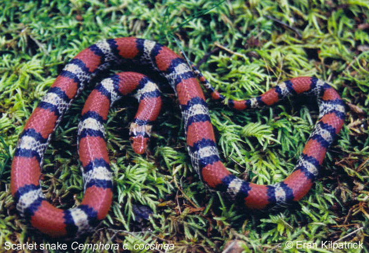 Scarlet Snake Cemphora c. coccinea
