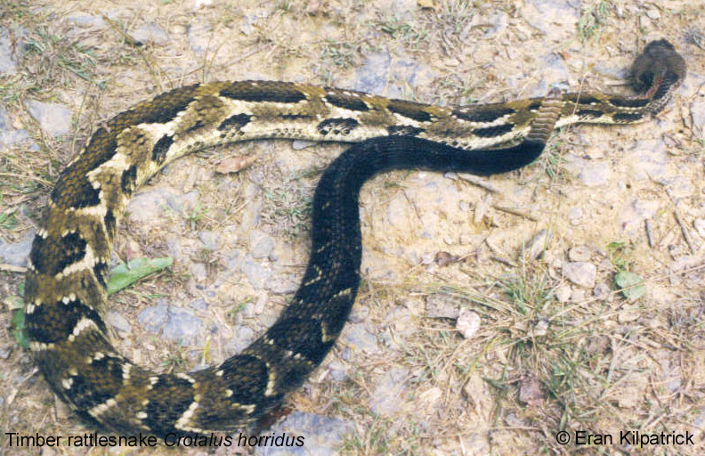 Timber Rattlesnake Crotalus horridus