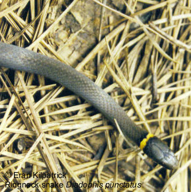 Ringneck Snake Diadophis punctatus