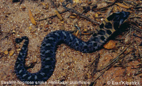 Eastern Hognose Snake Heterodon platirhinos