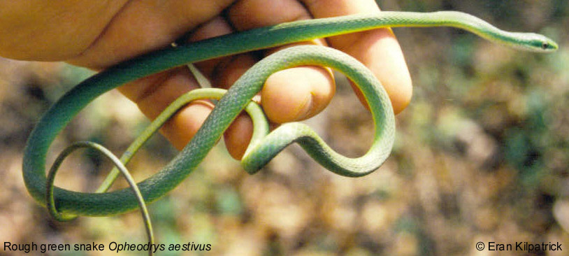 Rough Green Snake Opheodrys aestivus