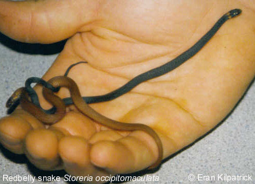 Redbelly Snake Storeria occipitomaculata 