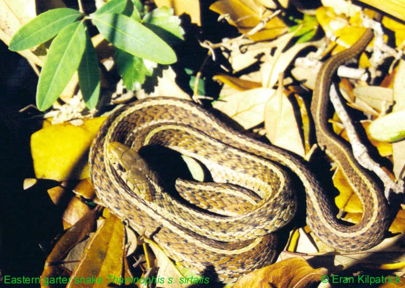 Eastern Garter Snake Thamnophis s. sirtalis