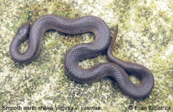 Smooth Earth Snake Virginia v. valeriae