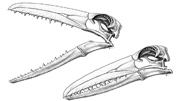 pelagornis