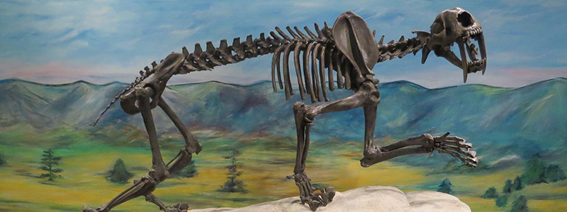 skeleton exhibit