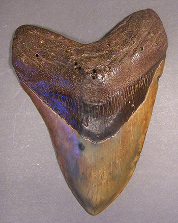 megalodon