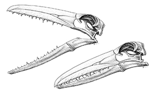 pelagornis