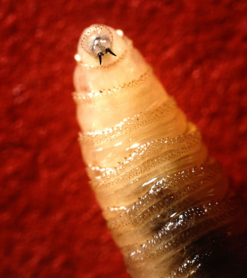 Close-up photo of New World screwworm larva showing mouth hooks