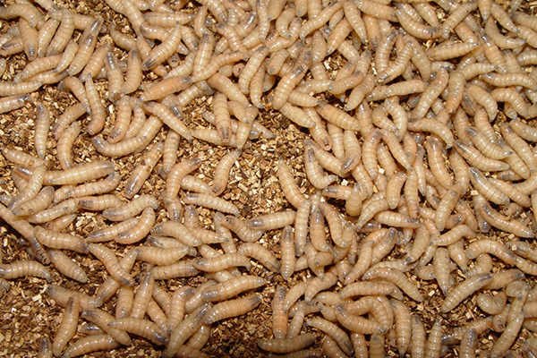 A close-up photo of an animal with callouts for larvae, eggs and fly of the New World screw worm