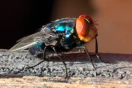 A profile photo of a New World screwworm fly